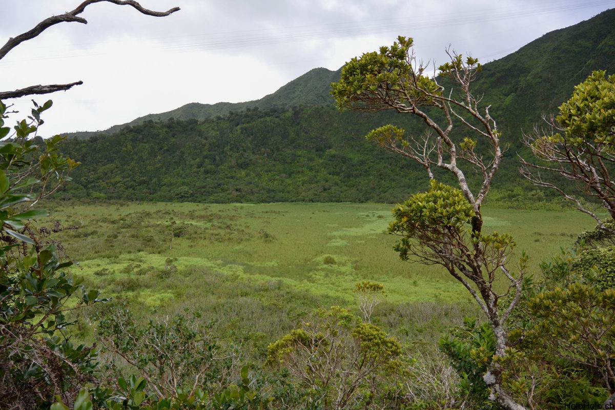 Ka'au Crater Trail