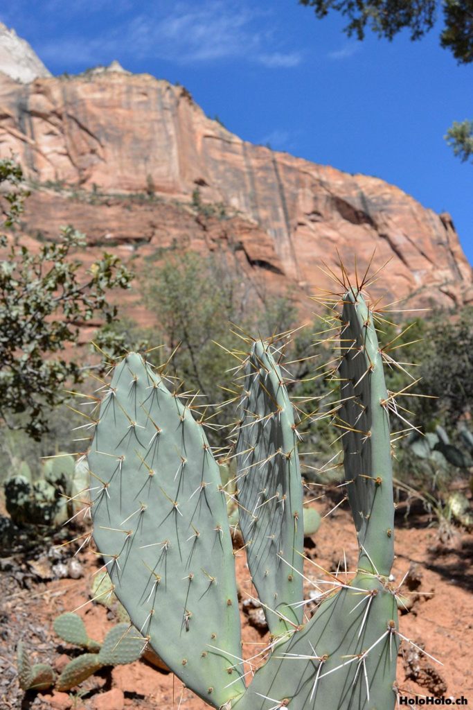 Kaktus im Zion National Park