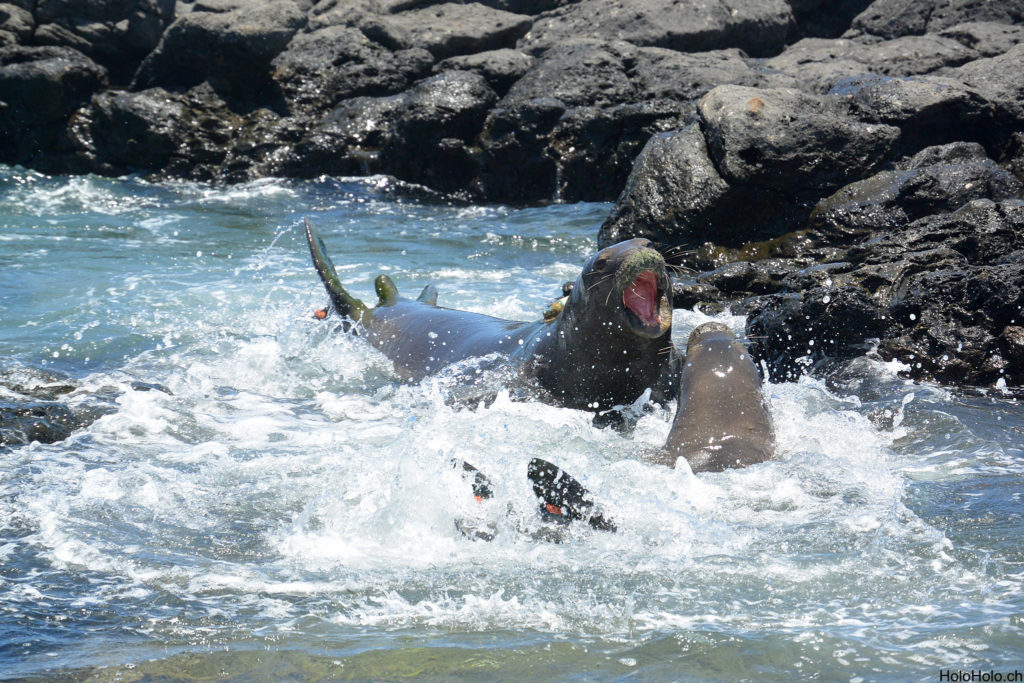 Hawaii Monk seal fighting
