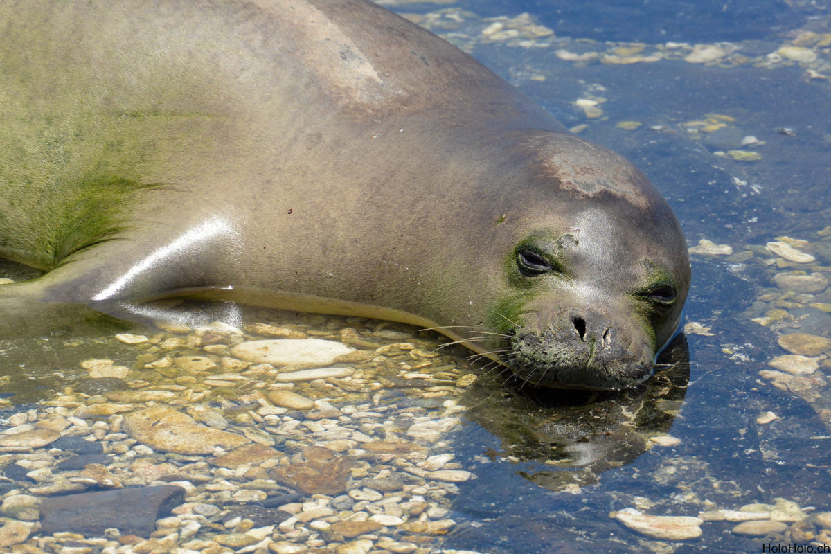 Hawaii Monk seal