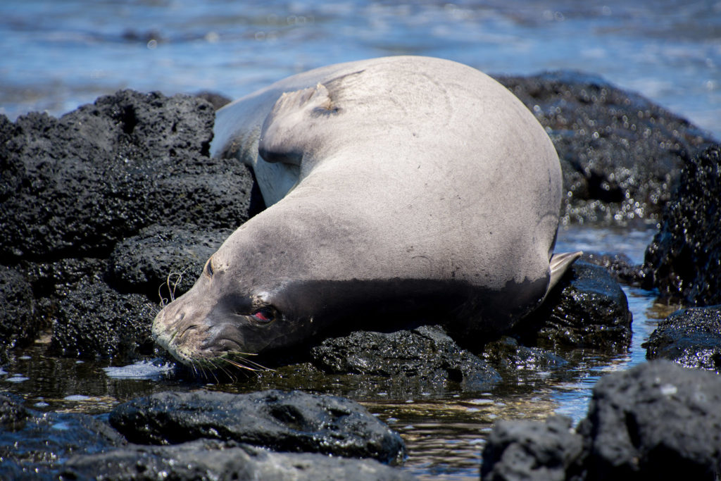 Hawaii Monk seal