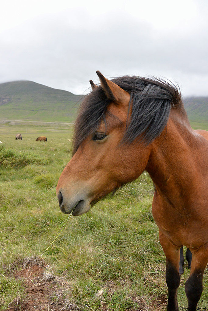 Pferd in Island