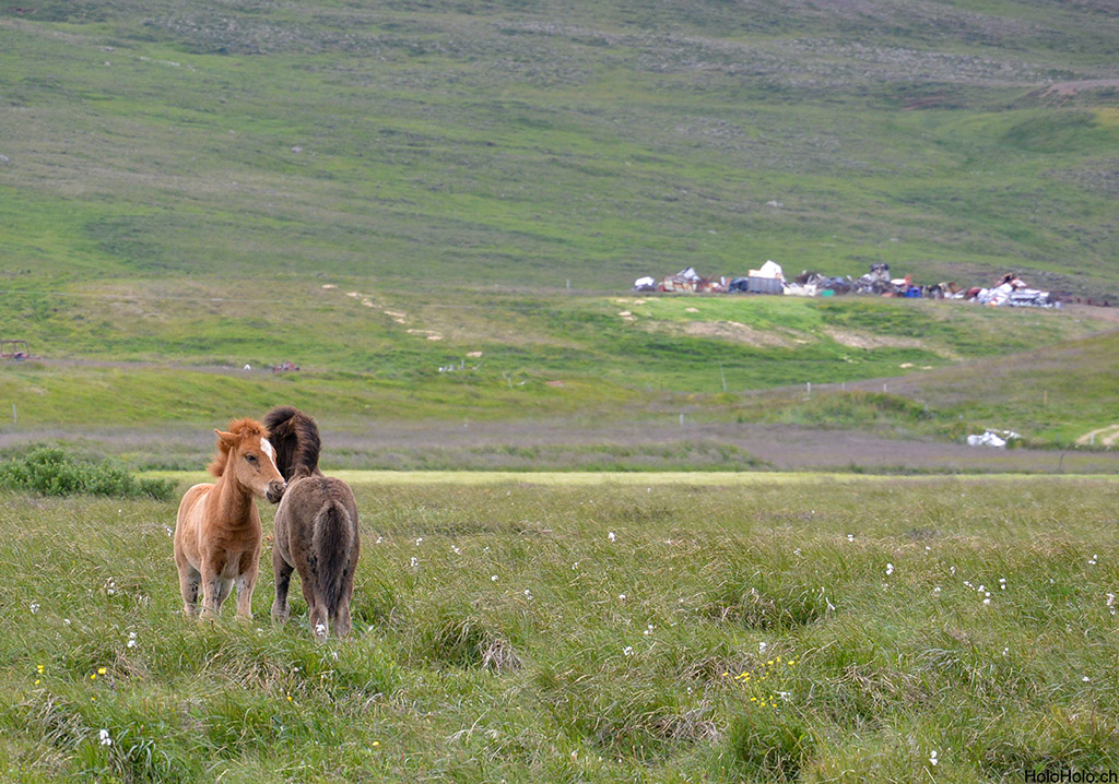 Pferde in Island