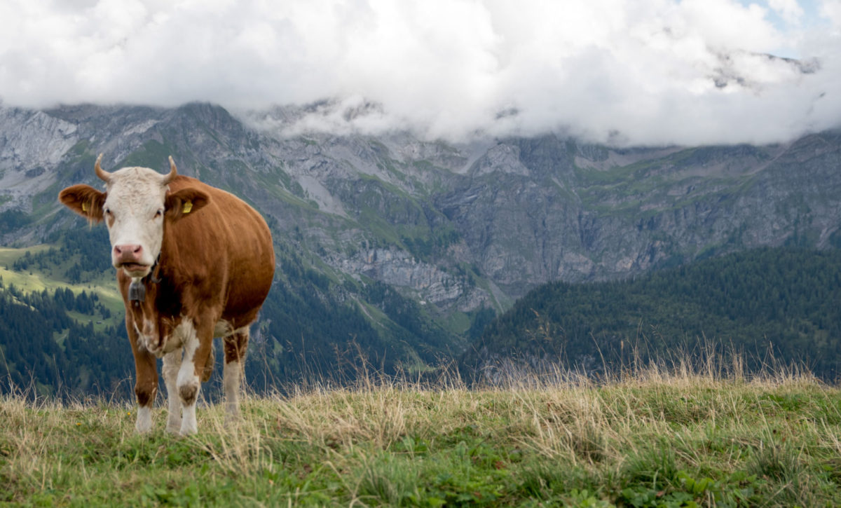 Lenk im Simmental 2017