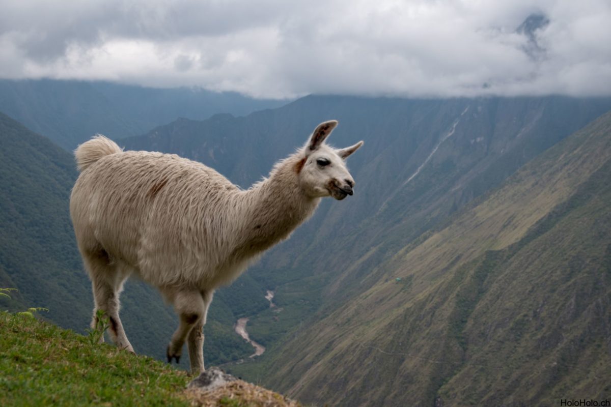 Inka Trail zum Machu Picchu