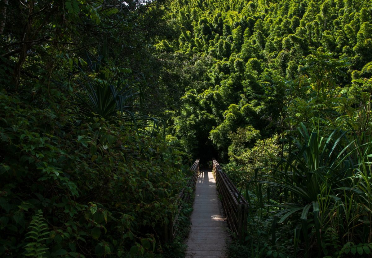 Pipiwai Trail und Waimoku Falls