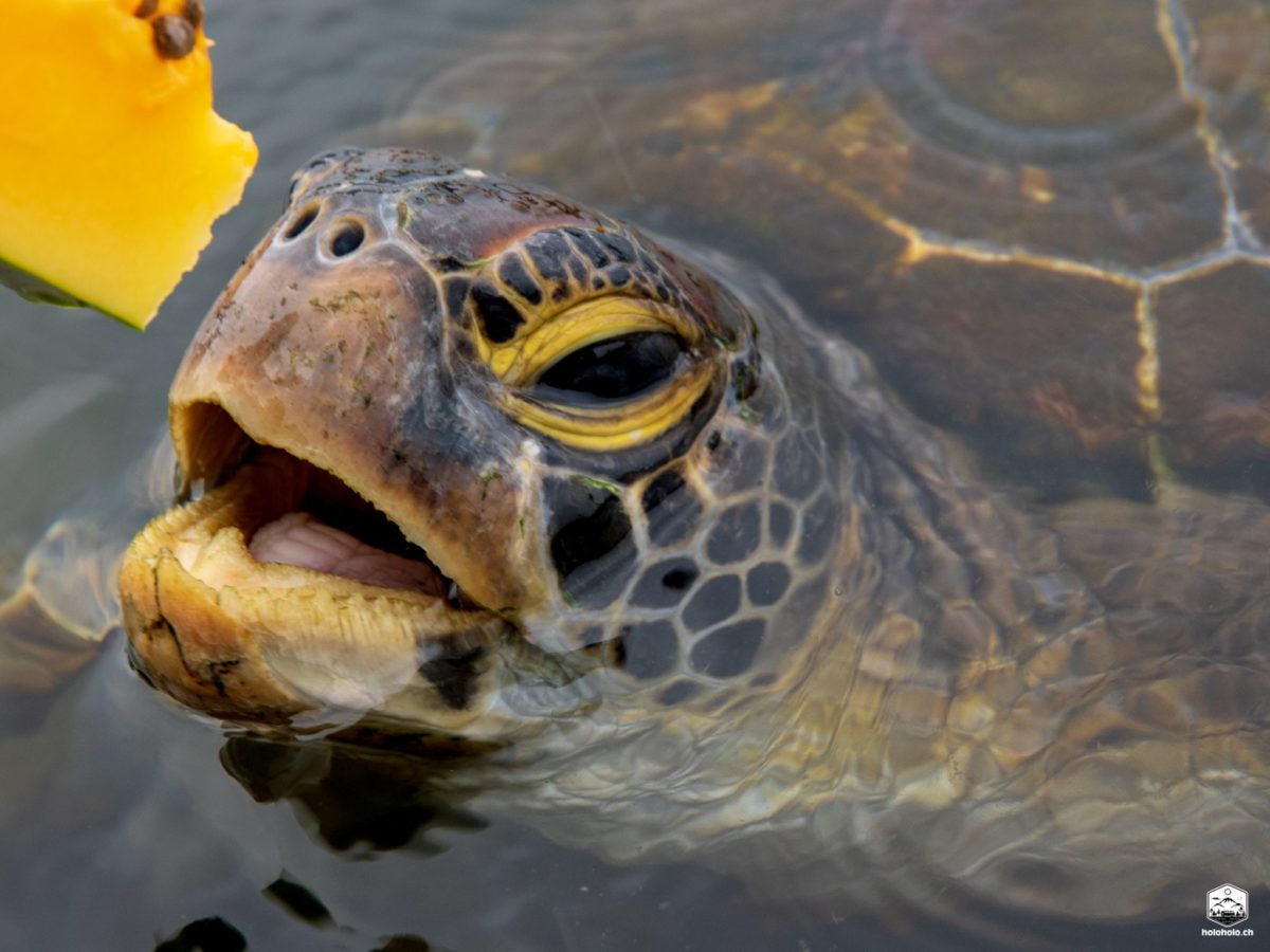 Samoa und Amerikanisch Samoa Holoholo