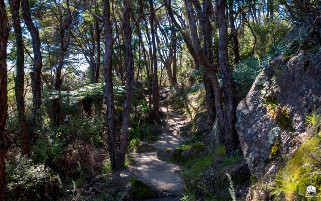 Wanderweg im Wald