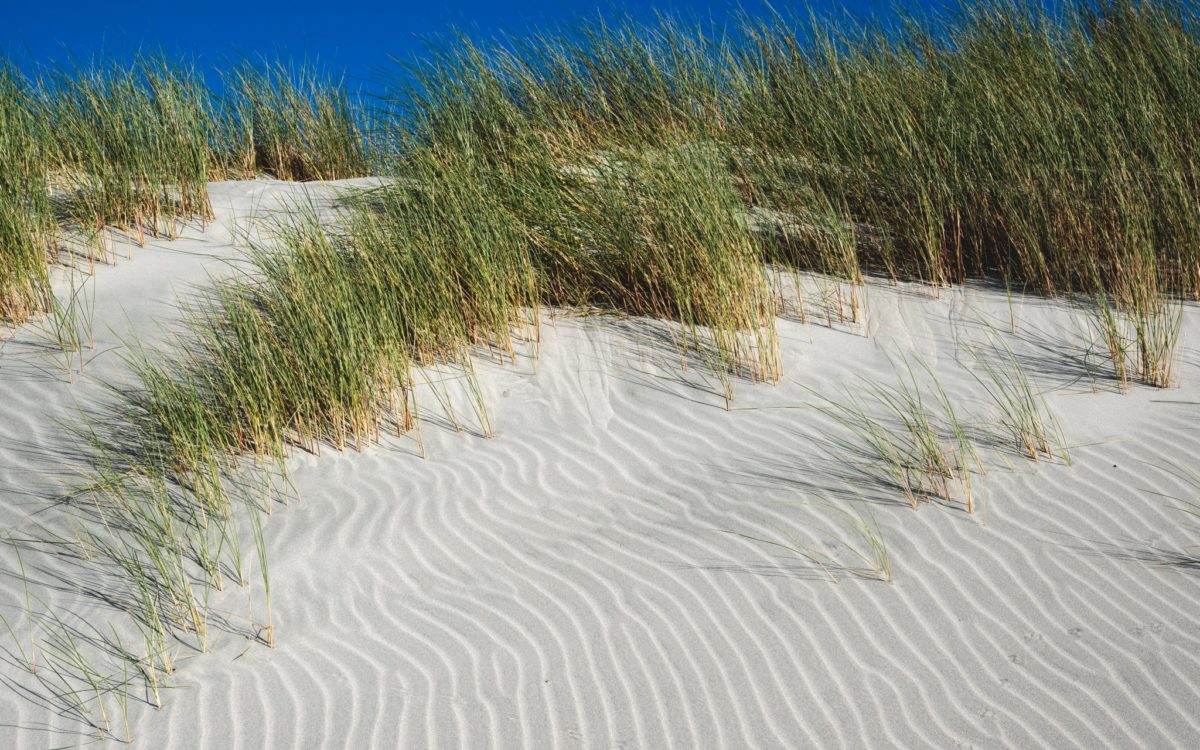 Wharariki Strand