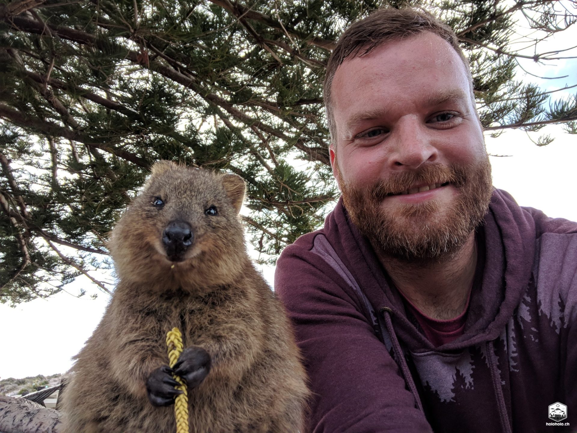Quokka Selfie auf Rottnest Island