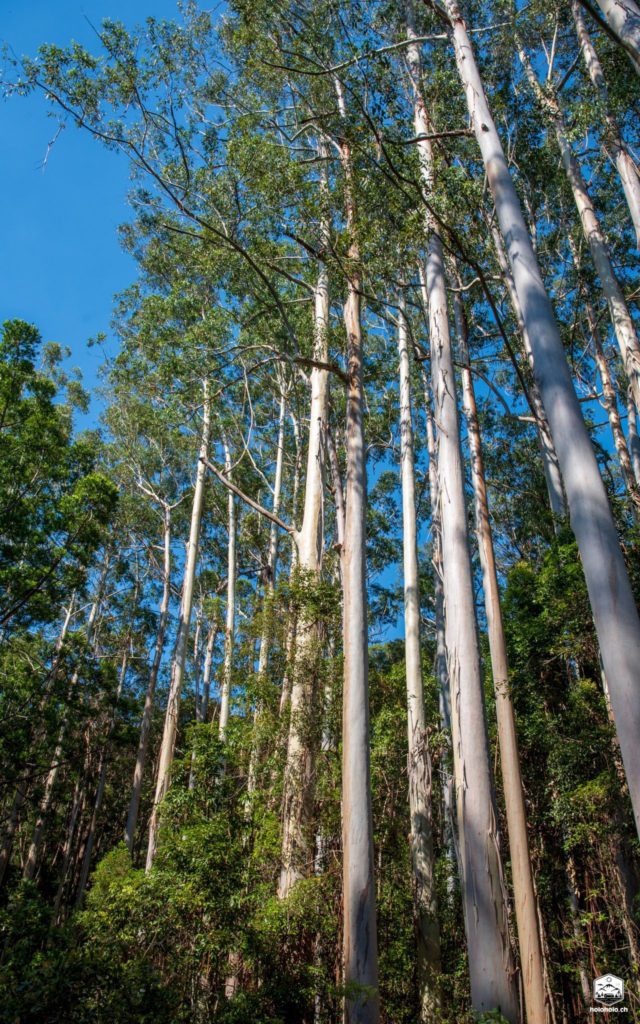 Fraser Island - Regenwald