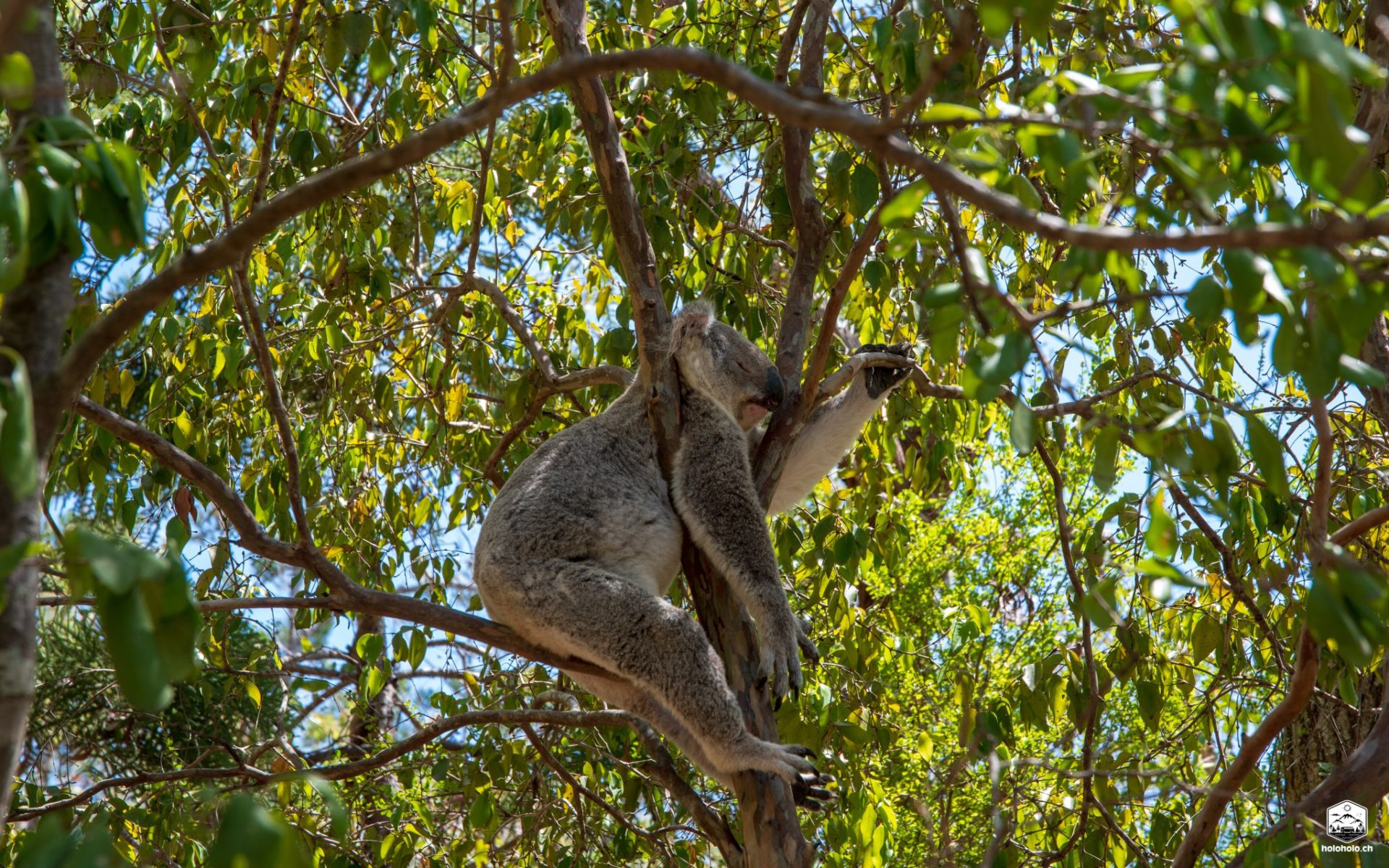 Koala auf Magnetic Island