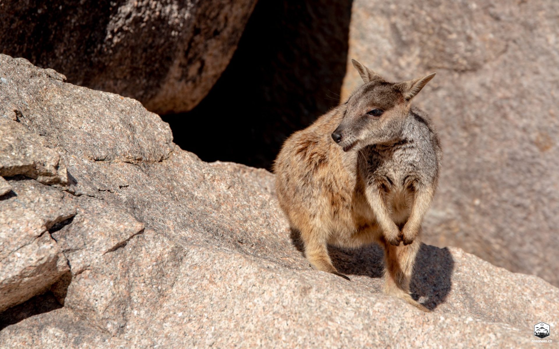 Wallaby auf Magnetic Island