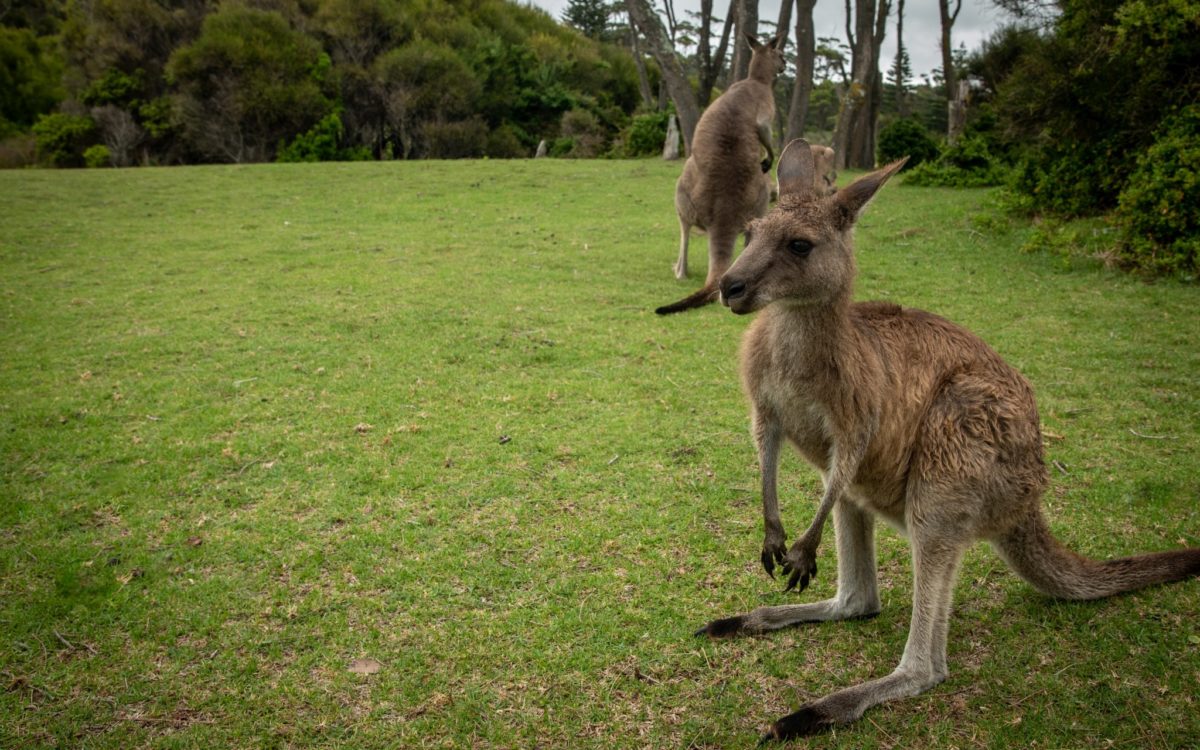 Kängurus im Murramarang National Park