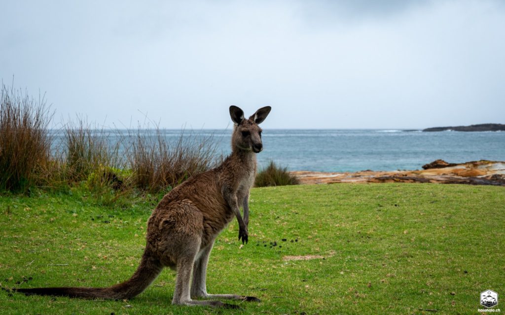 Känguru geniesst die Aussicht