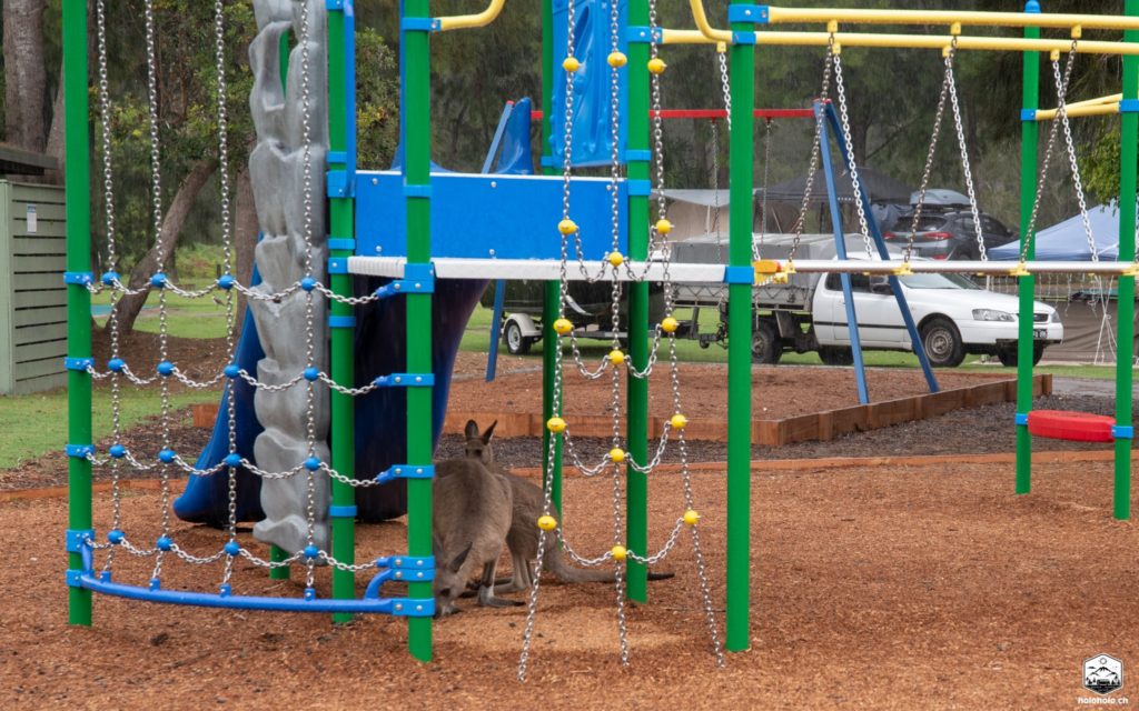 Känguru mag kein Regen