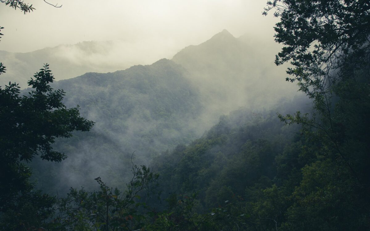 Berge und Wald im Nebel
