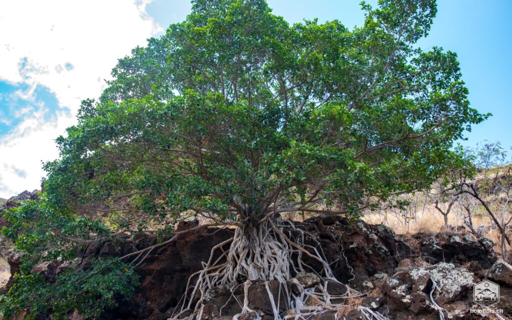 Baum am Weg