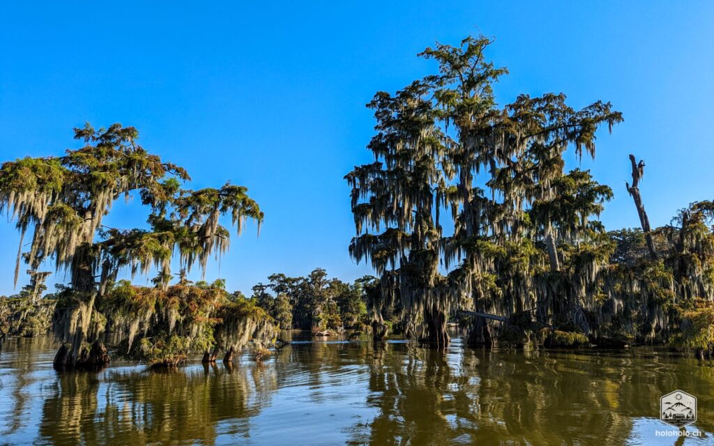 Swamp Tour