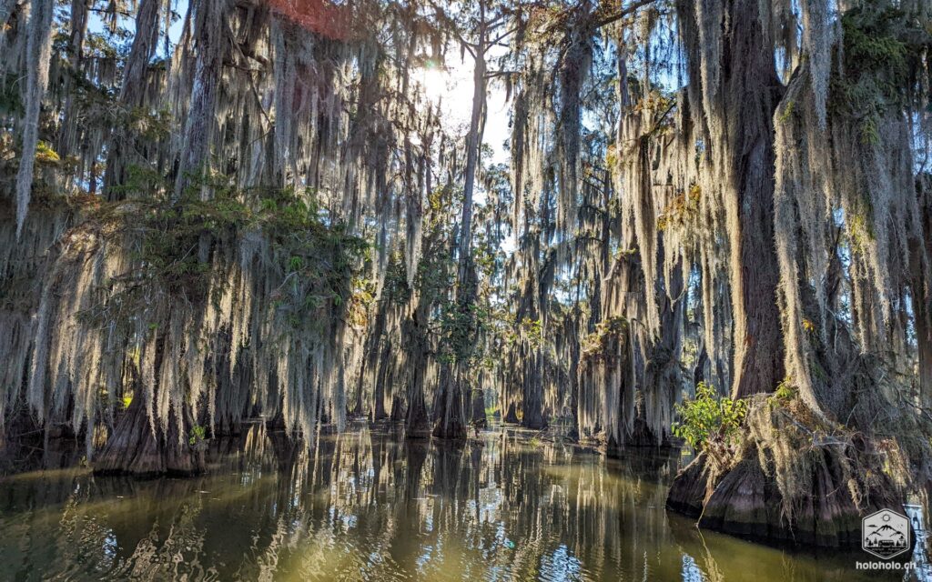 Swamp Tour in Lafayette