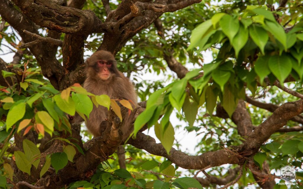 Ein Affe im Baum