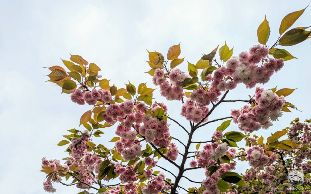 Kirschblüten