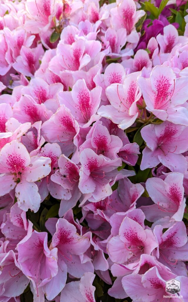 Rosa Blumen