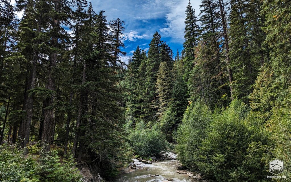 Wald und Bach