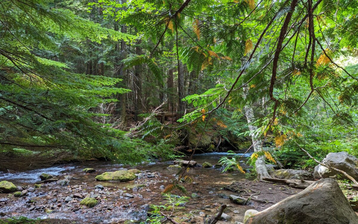Der Bach im Wald