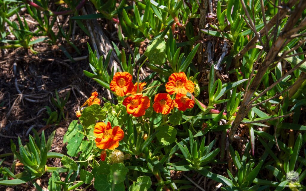 Blumen