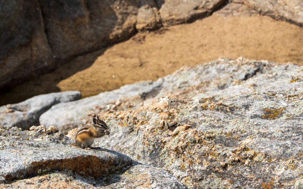 Chipmunks