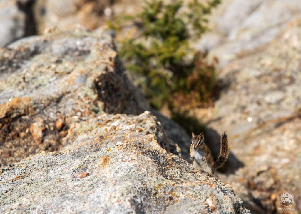 Black Elk Peak - Chipmunks
