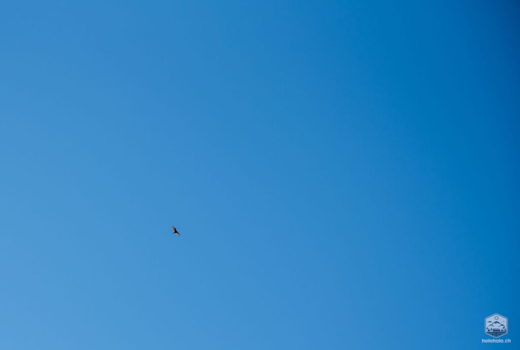 Goldener Adler