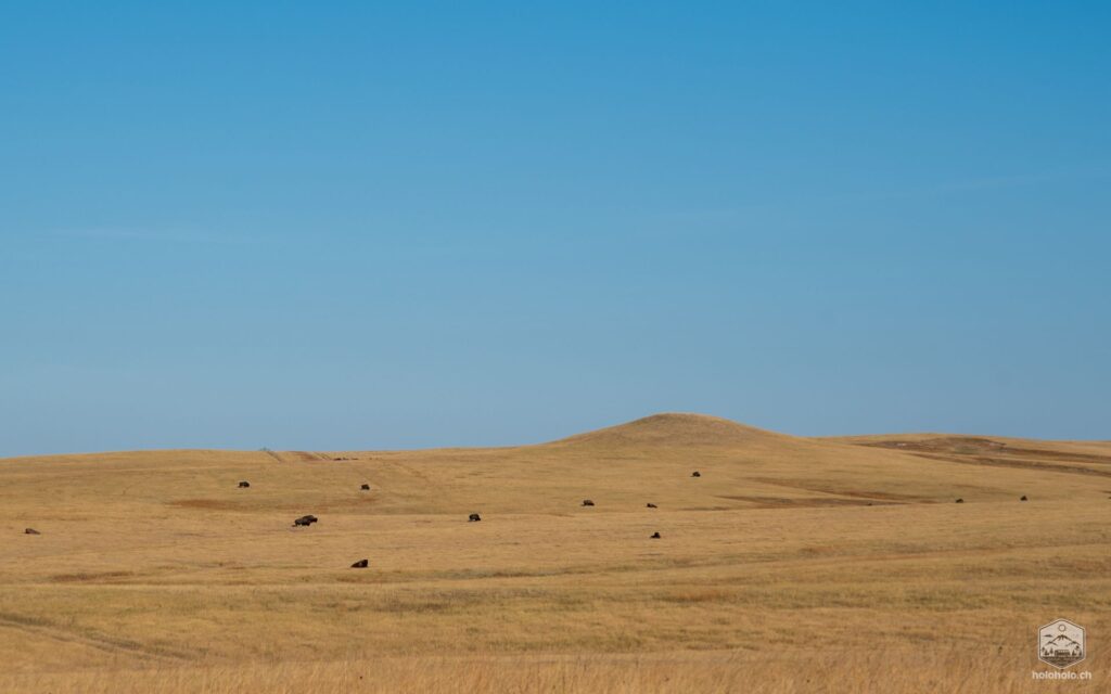 Bison Herde