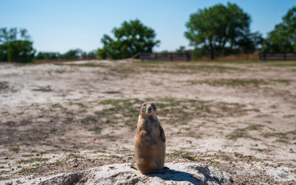Präriehunde - South Dakota