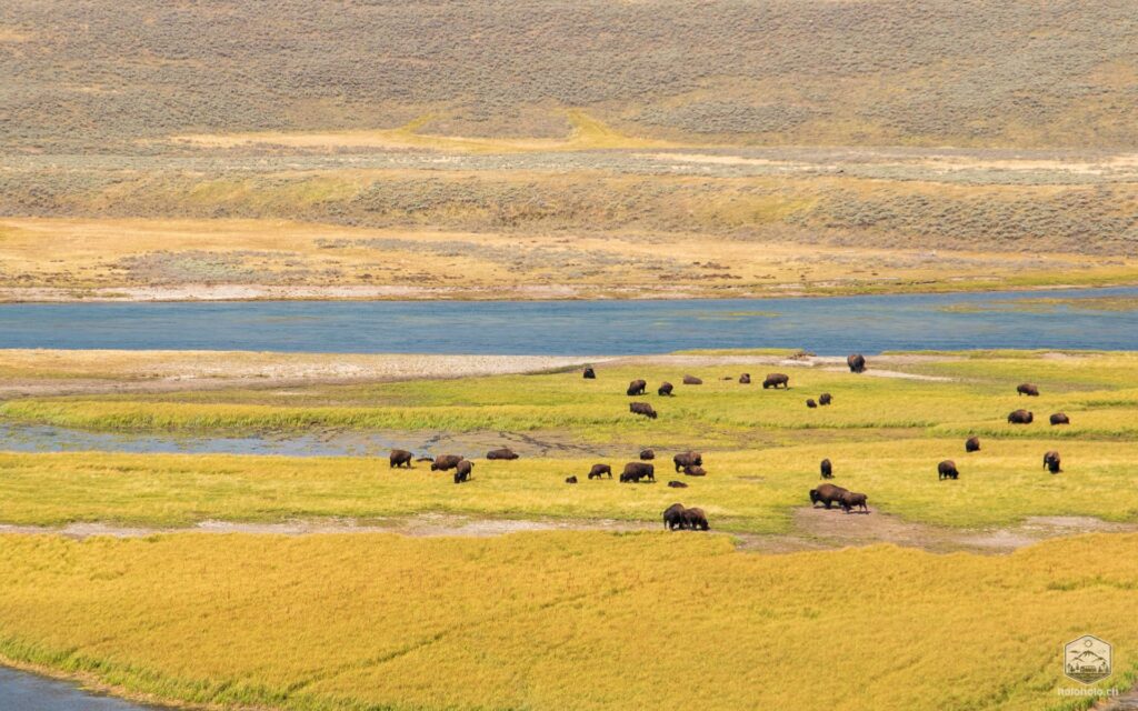 Bisonherde