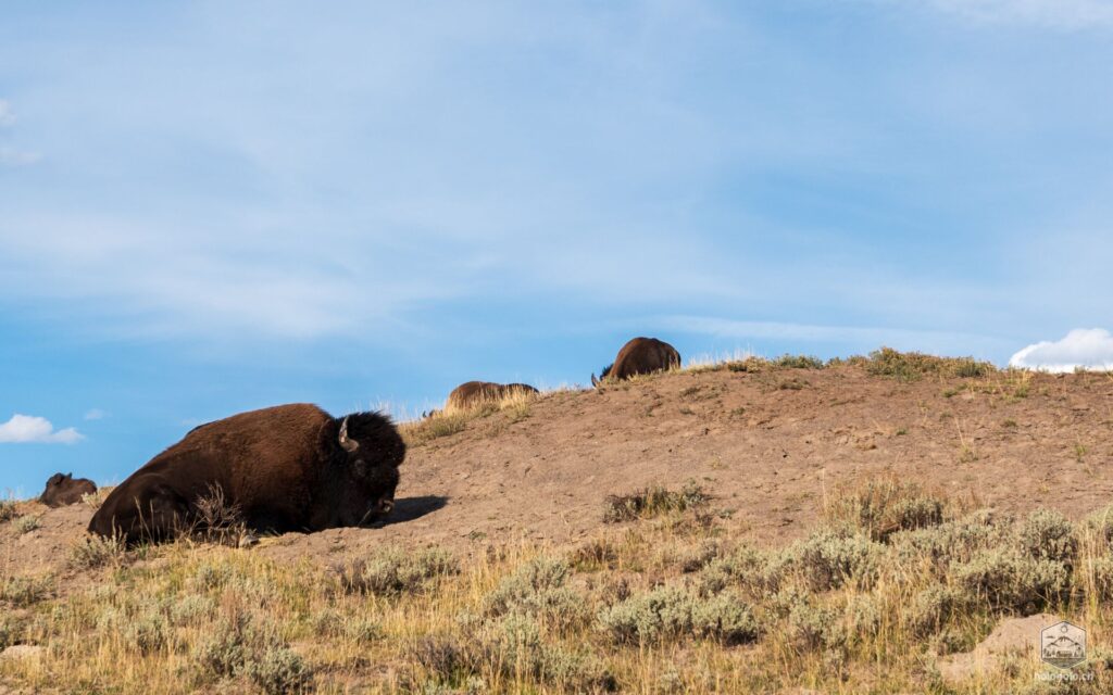 Bison am liegen