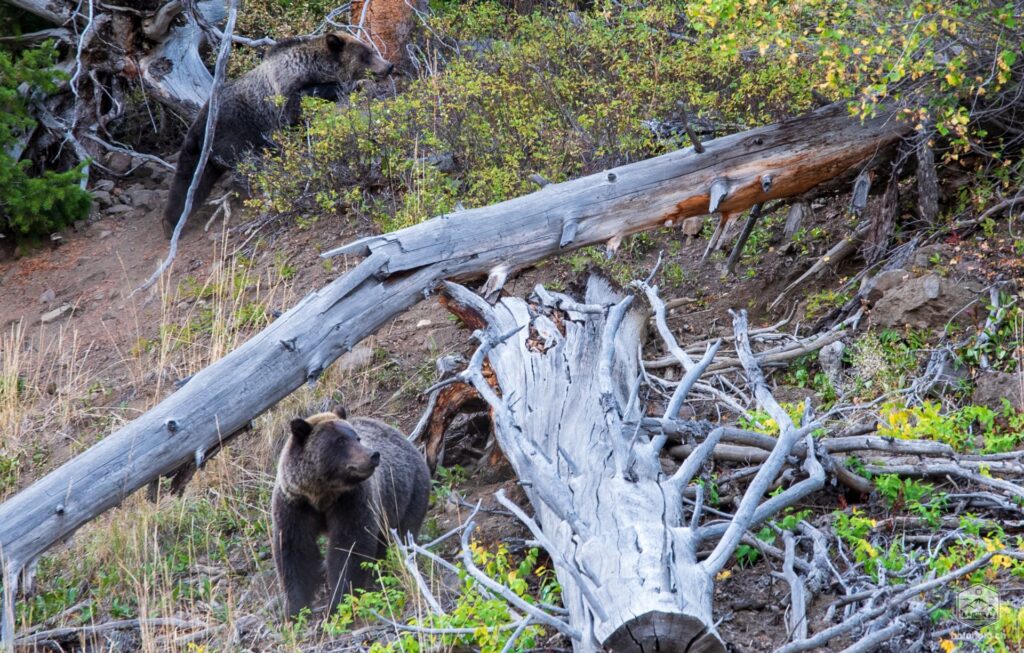 Bären im Yellowstone