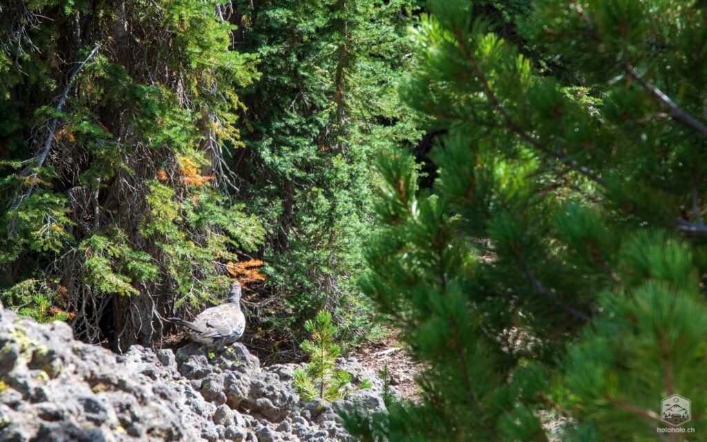 Blue Grouse Hen - Mount Washburn