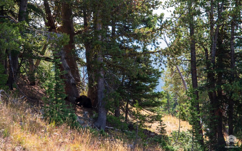 Bär im Yellowstone