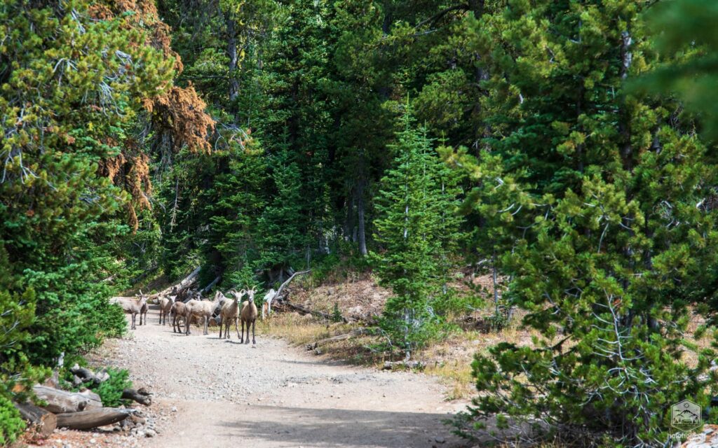 Pronghorn-Herde - Mount Washburn