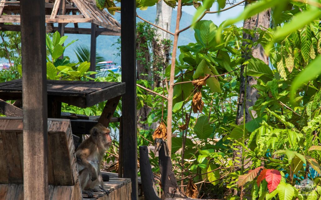 Affe auf Koh Chang
