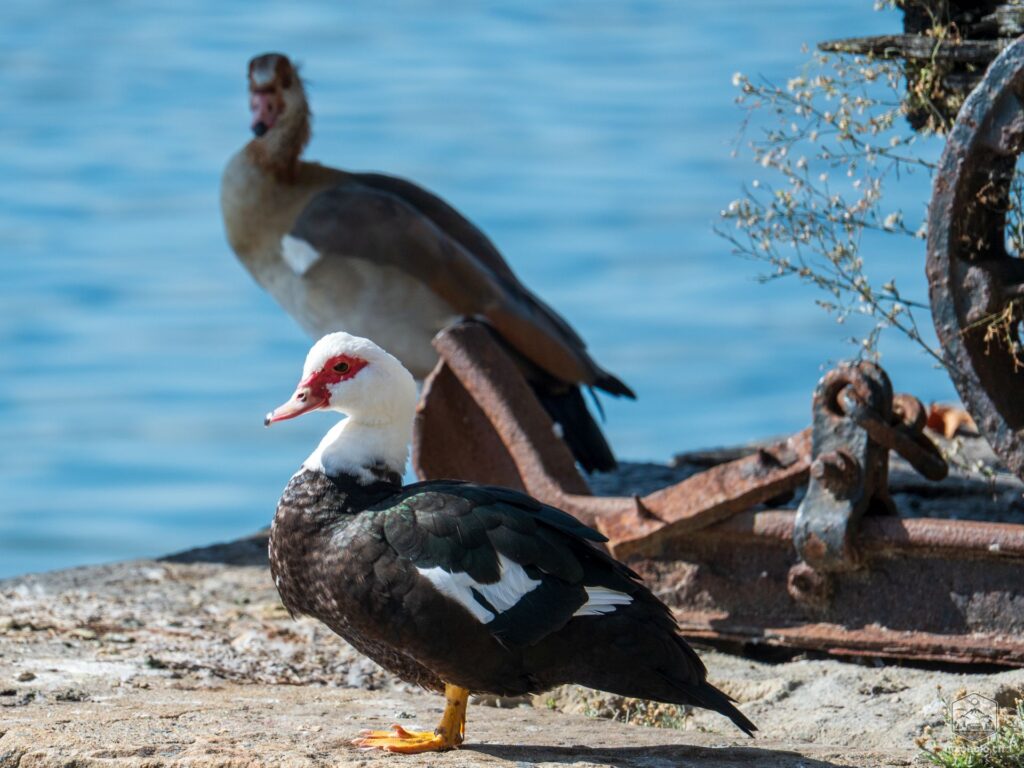 Tiere am Fluss